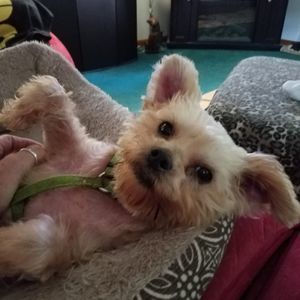 Meet your Posher, Pat